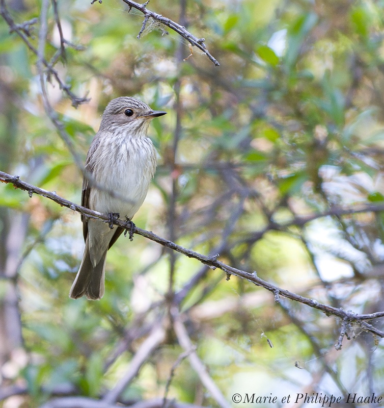 Gobemouche gris 8980_wm.jpg - Gobemouche gris, Muscicapa striata, Spotted Flycatcher (Suède, juin 2011)